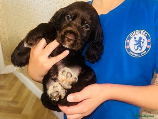 Cocker Spaniel dogs - Advert 32