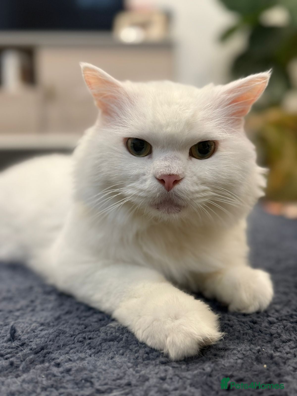 Mixed Breed cats MYKO- MIX PERSIAN HEALTHY CALM AFFECTIONATE NEUTER - Advert 1