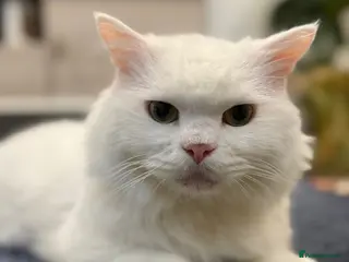 Mixed Breed cats MYKO- MIX PERSIAN HEALTHY CALM AFFECTIONATE NEUTER - Advert 1