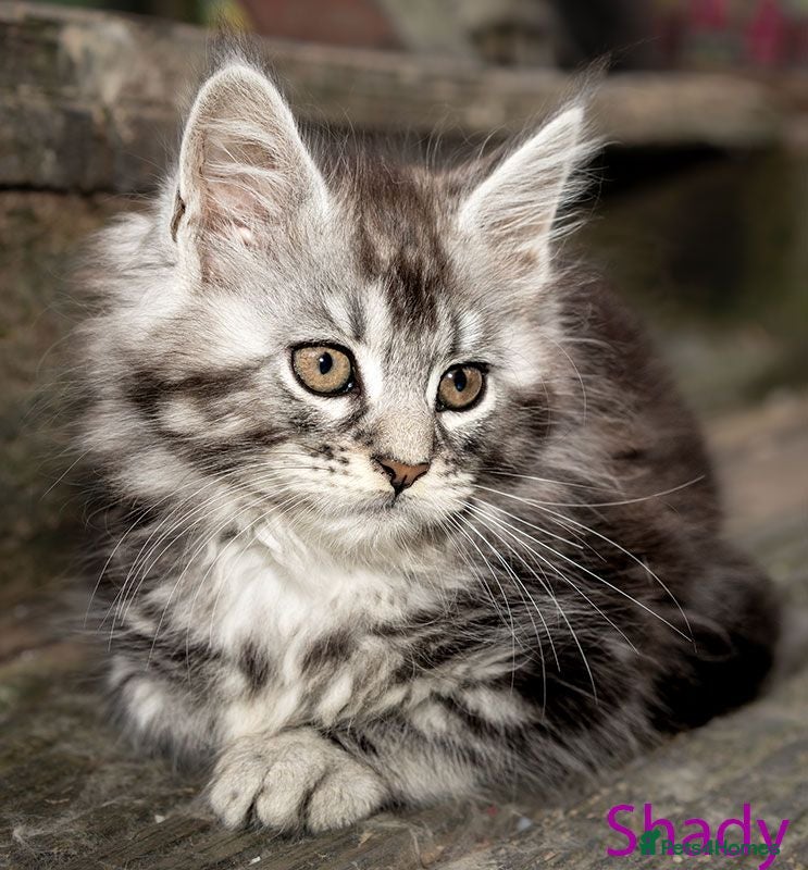 Maine Coon cats Polydactyl Maine Coon kittens are available  - Advert 1