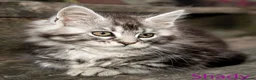Maine Coon cats for sale: Polydactyl Maine Coon kittens are available  - Advert 1