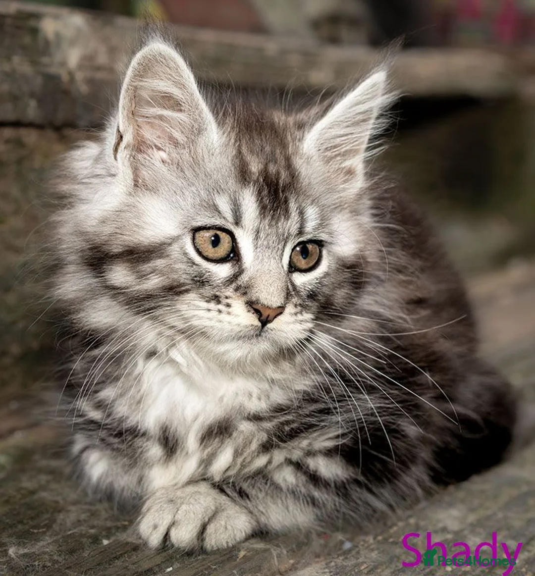 Maine Coon cats for sale: Polydactyl Maine Coon kittens are available  - Advert 1