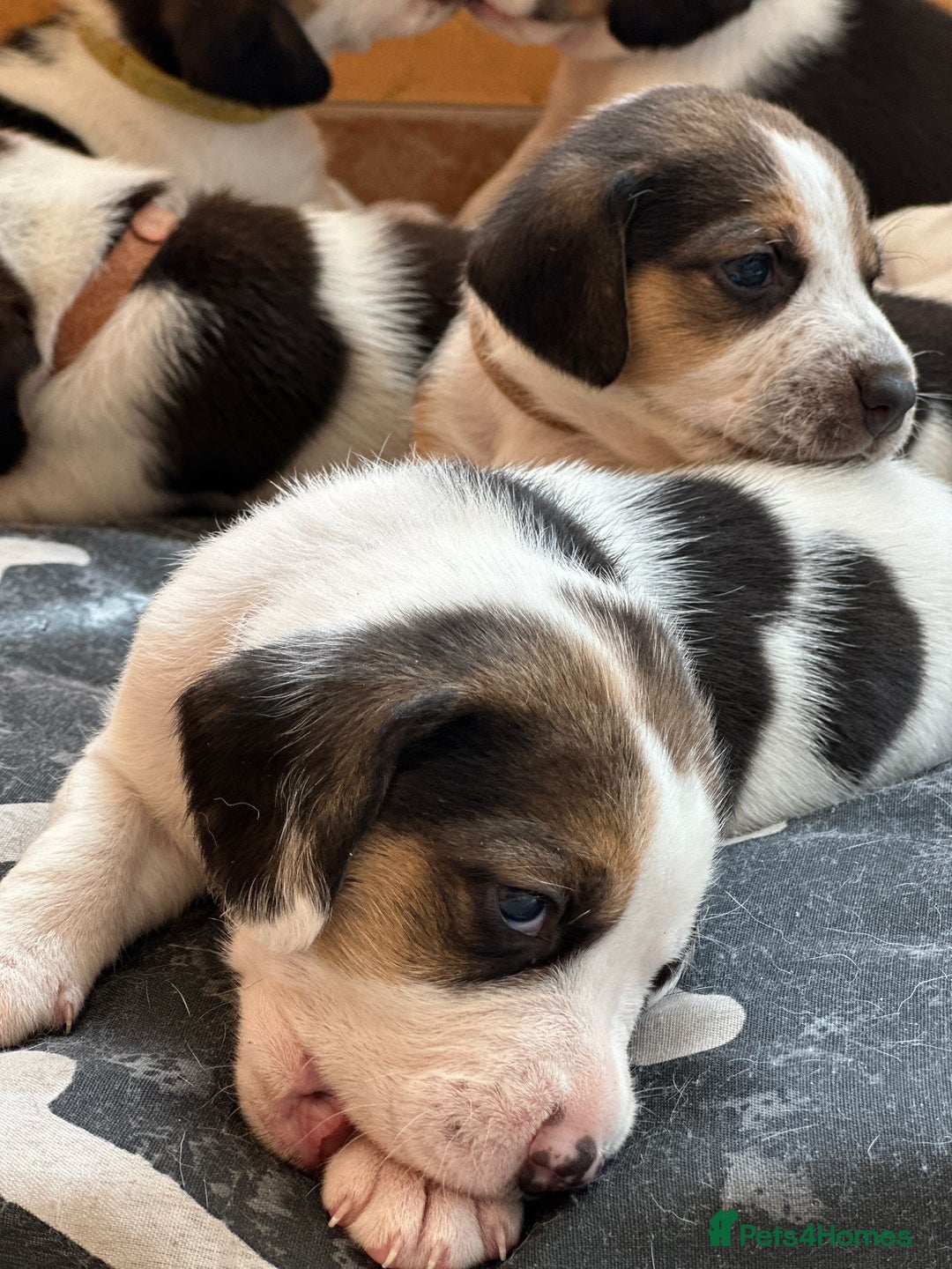 Beagle dogs for sale: Beagle puppies for sale,ready end of July - Image 11