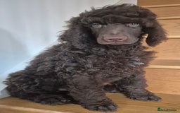 Standard Poodle dogs for sale: KC reg Brown Parti & phantom Standard Poodle pups - Image 3