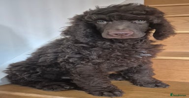 Standard Poodle dogs - Advert 16