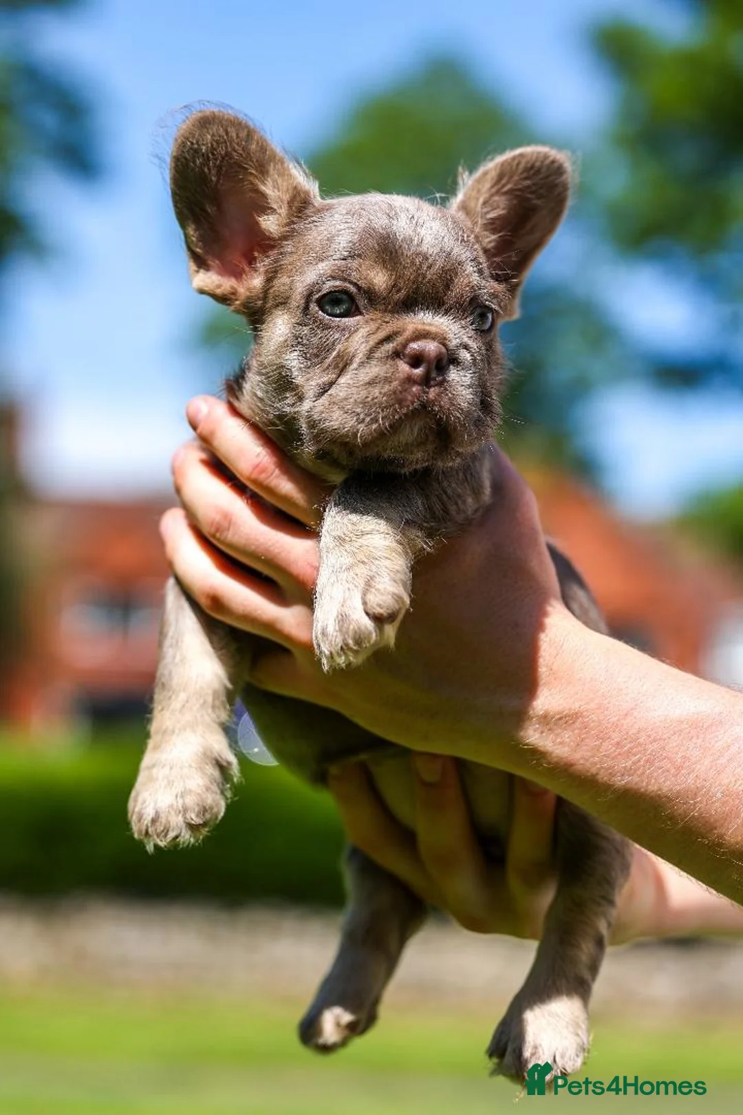 French Bulldog dogs for sale: French bulldogs - Advert 2