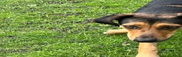 Mixed Breed dogs for adoption: Moca needs a loving home  - Advert 8
