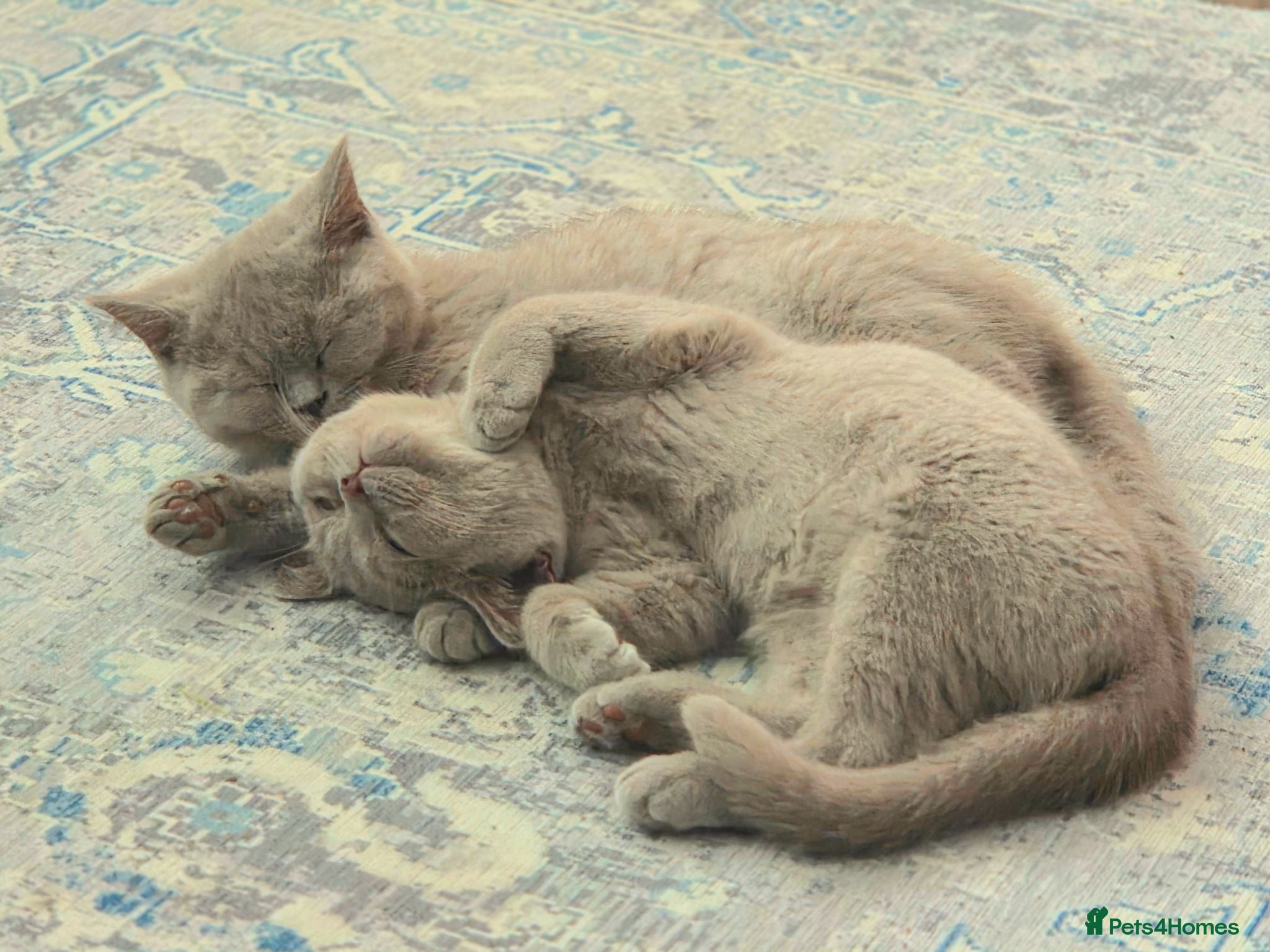 British Shorthair cats ✨Gorgeous British Shorthair Fawn/Lilac Kittens ✨  - Advert 1
