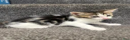 Domestic Shorthair cats for sale: 5 Adorable Little Kittens - Advert 4
