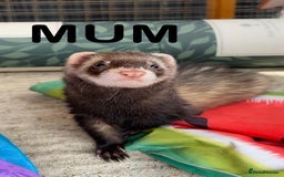 Ferret rodents for sale: ferret kits (1 girl left) - Image 4