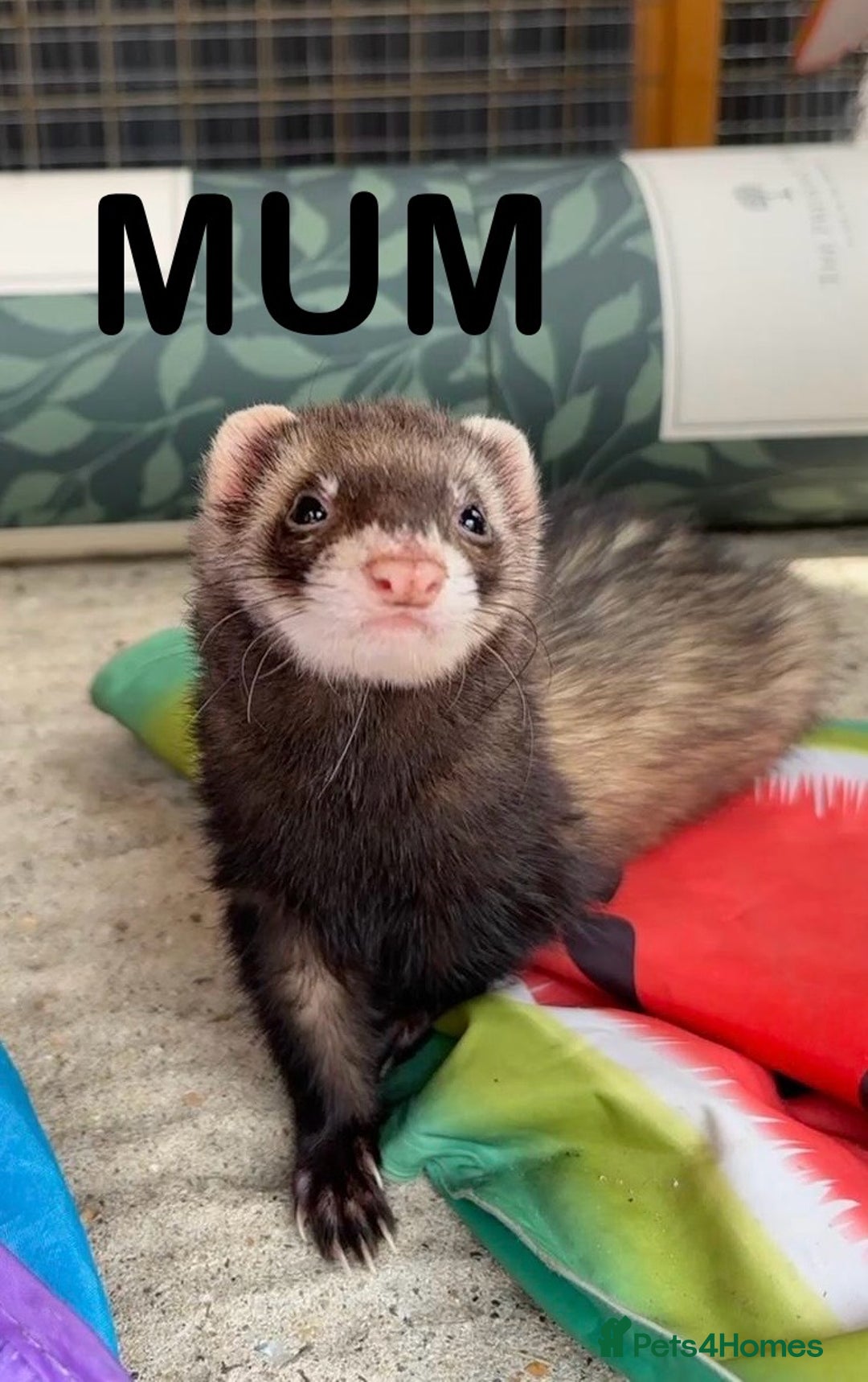 Ferret rodents for sale: ferret kits (1 girl left) - Image 4