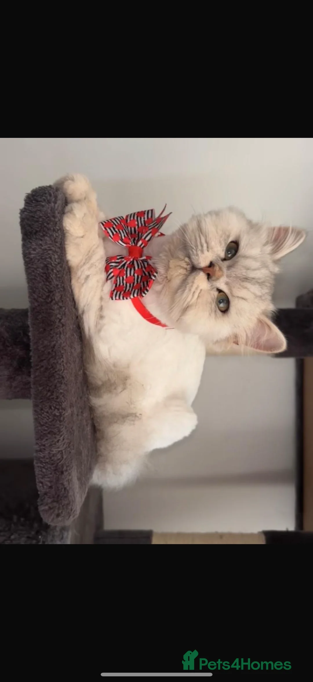 Mixed Breed cats for stud: ⭐ PROVEN STUD – BRISTOL ⭐ - Advert 1
