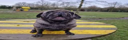 Pug dogs for sale: Pug looking for new home in Sutton Coldfield - Advert 7