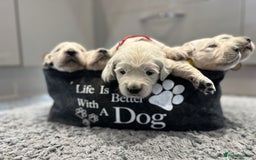Golden Retriever dogs for sale: Cream Golden Retriever Puppies  - Image 7