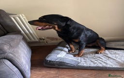 Mixed Breed dogs for sale: Beautiful chunky 3/4 Rottweiler 1/4 sharpei pups  - Image 3