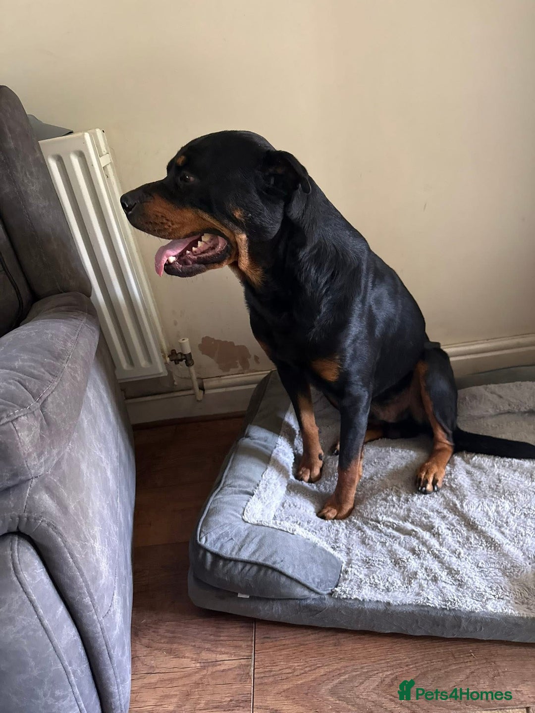 Mixed Breed dogs for sale: Beautiful chunky 3/4 Rottweiler 1/4 sharpei pups  - Image 3