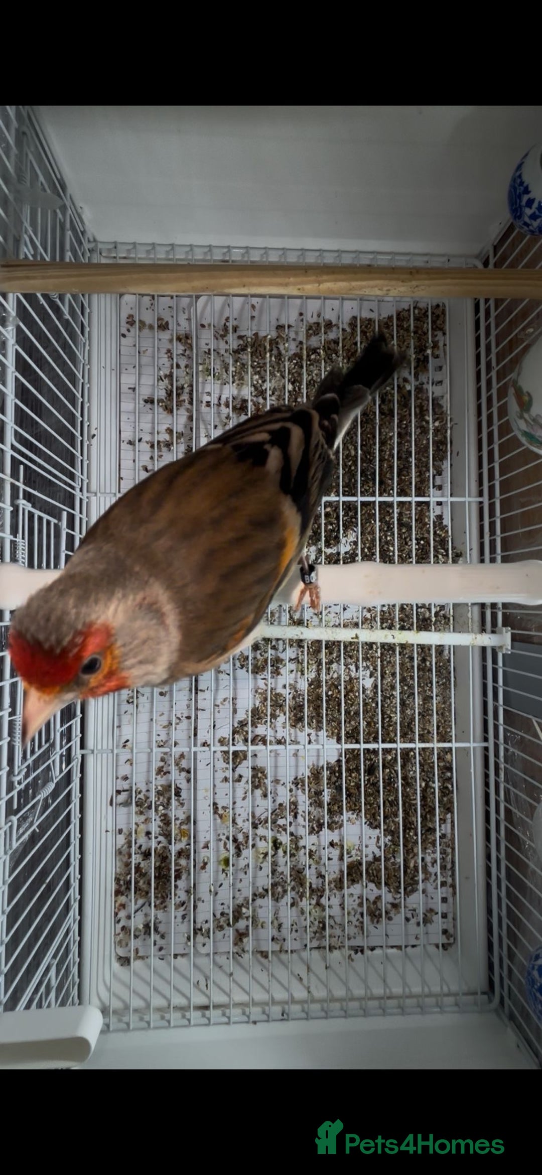 Finches birds for sale: Goldfinches mixed with Canary  - Advert 4