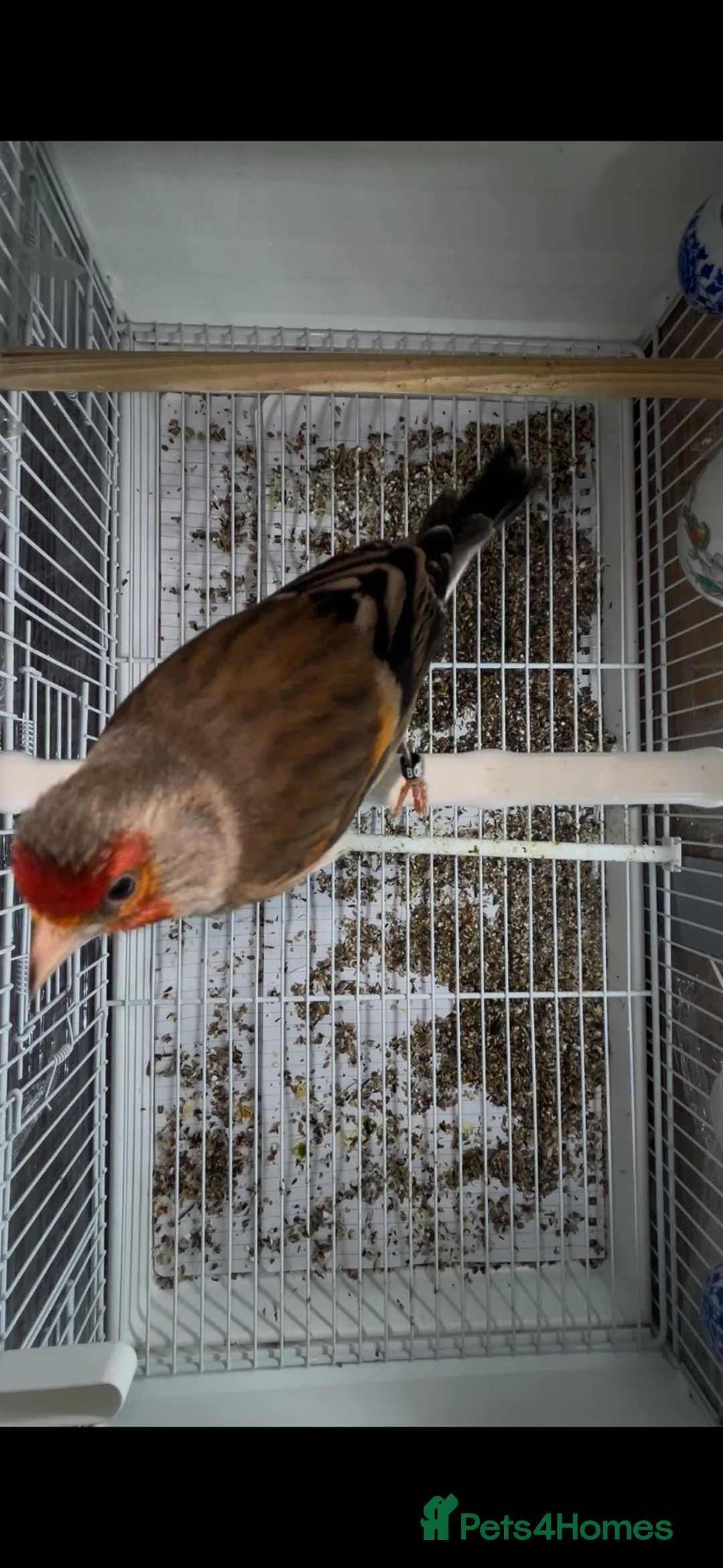 Finches birds for sale: Goldfinches mixed with Canary  - Advert 4