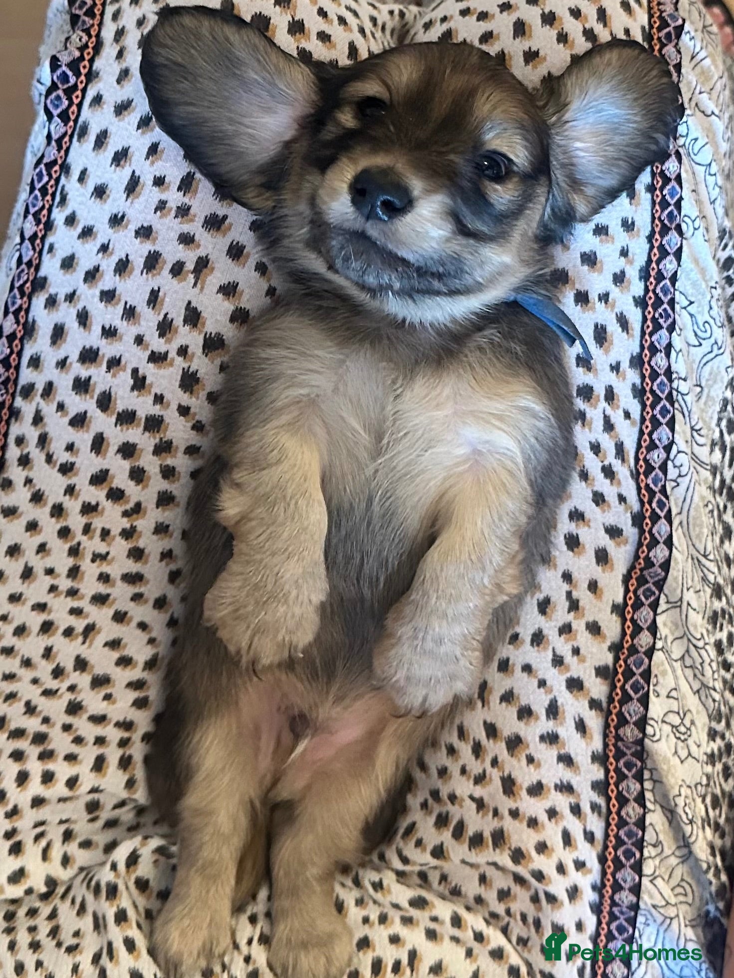 Miniature Dachshund dogs KC REG Miniature LH Dachshund puppies for sale  - Advert 2