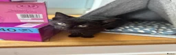 Mixed Breed cats for sale: Kittens looking for forever home in Glasgow - Advert 14
