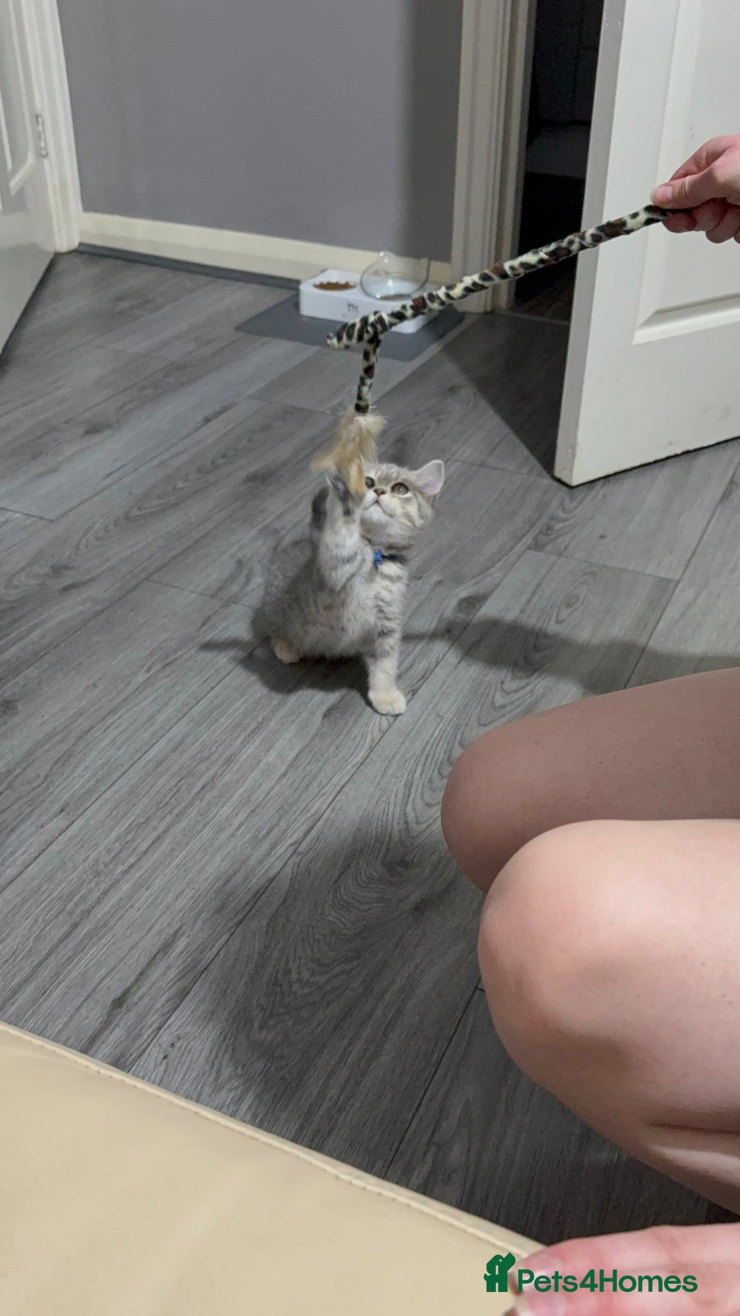 British Shorthair cats for sale: BSH Kitten Bean - Image 17
