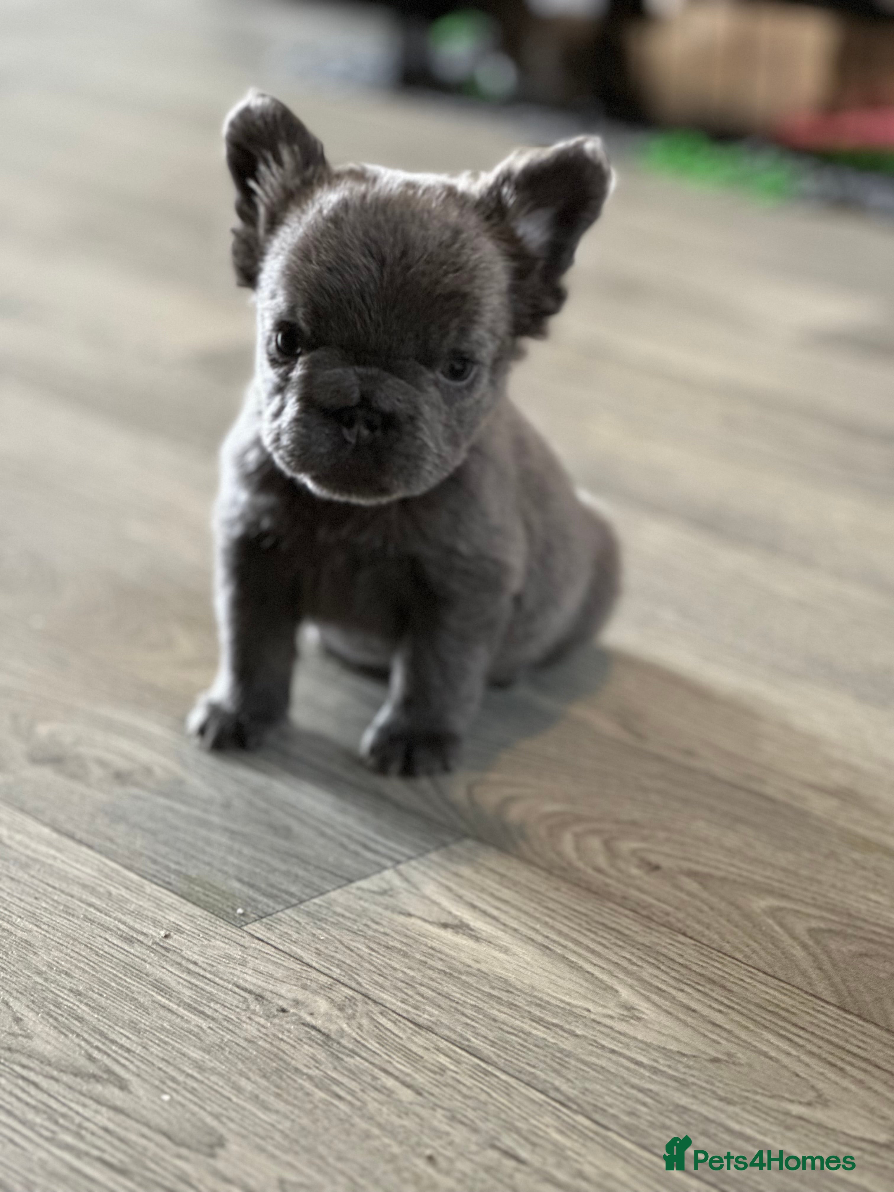 French Bulldog dogs Beautiful fluffy French bulldogs  - Advert 4