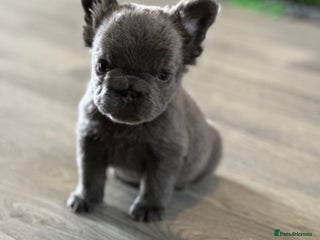 French Bulldog dogs Beautiful fluffy French bulldogs - Advert 1