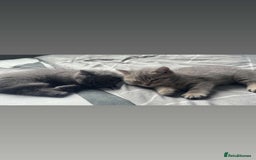British Shorthair cats for sale: BSH KITTENS  - Image 1