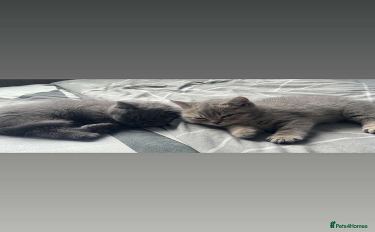British Shorthair cats - Advert 10