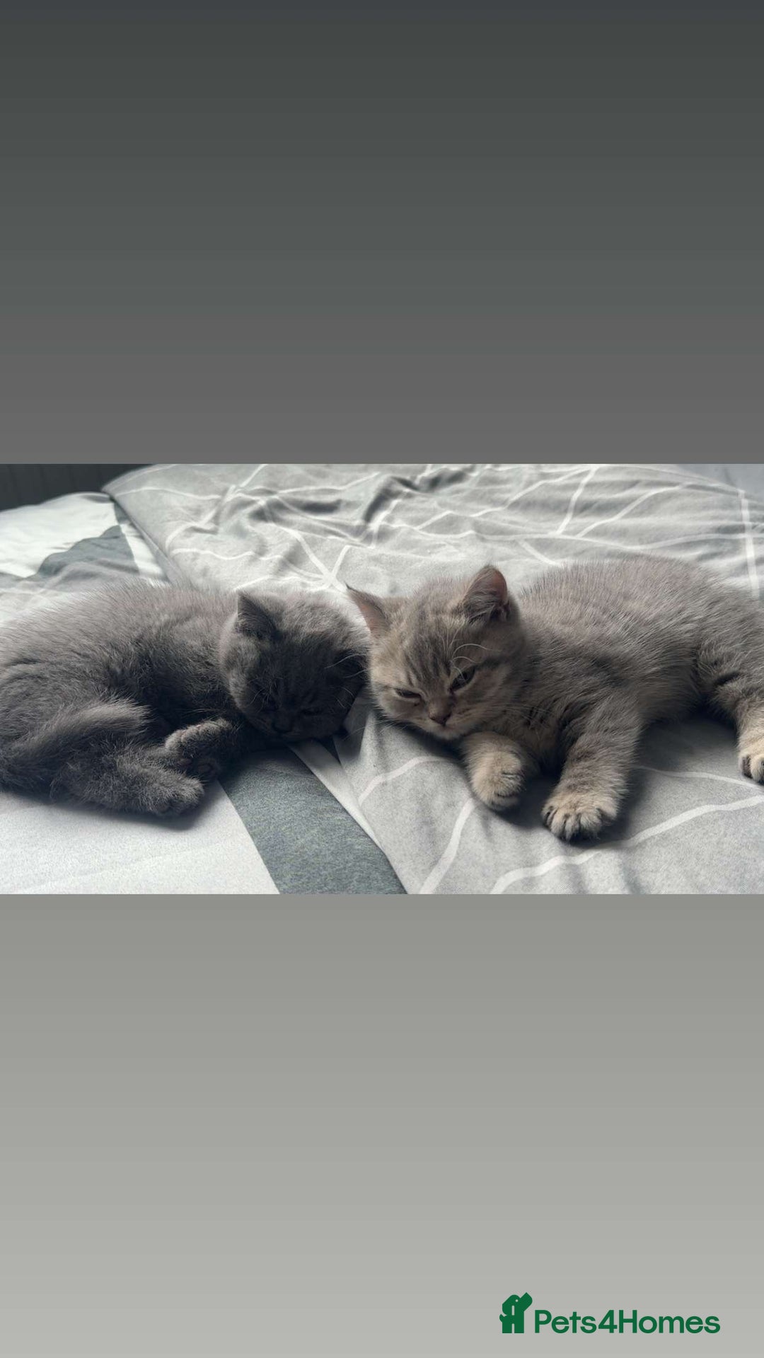 British Shorthair cats for sale: BSH KITTENS  - Image 1