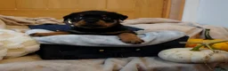 Rottweiler dogs for sale: Stunning litter of Rotweillers from family pet  in Wolverhampton - Advert 28