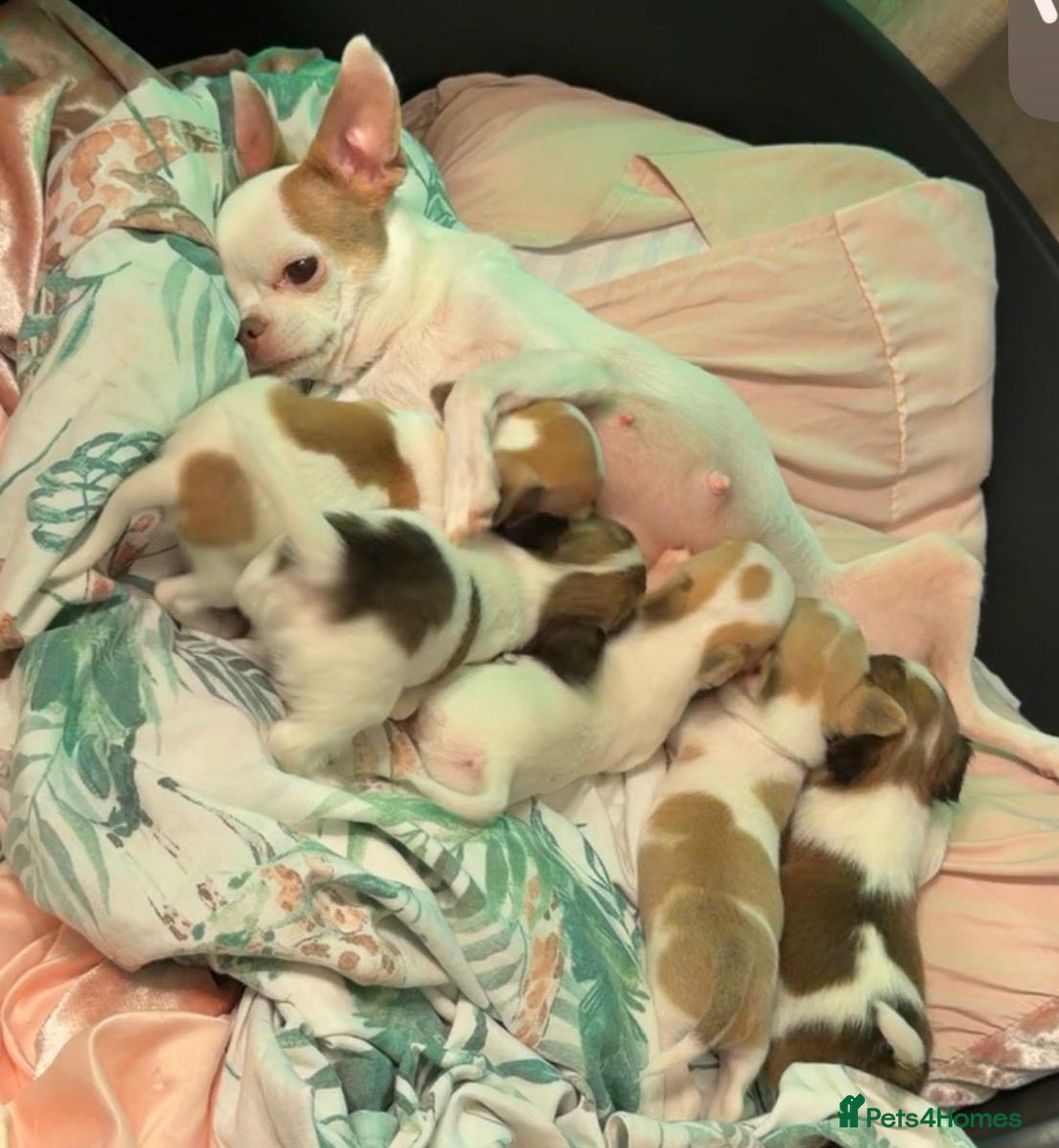 Chihuahua dogs for sale: 3 boys and 2 girls looking for there forever home - Advert 7