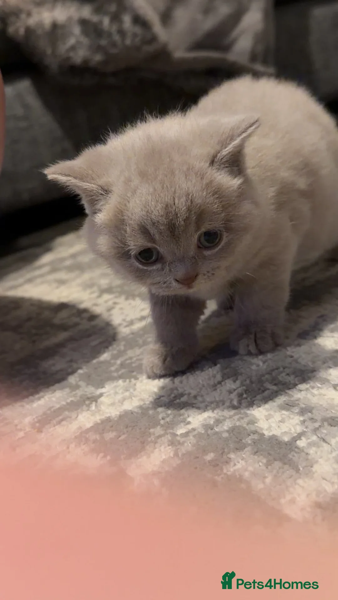 British Shorthair cats for sale: Chunky British short hair  - Advert 2