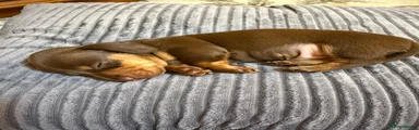 Miniature Dachshund 1