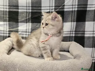 British Shorthair cats TICA registered blue golden spot female - Advert 17