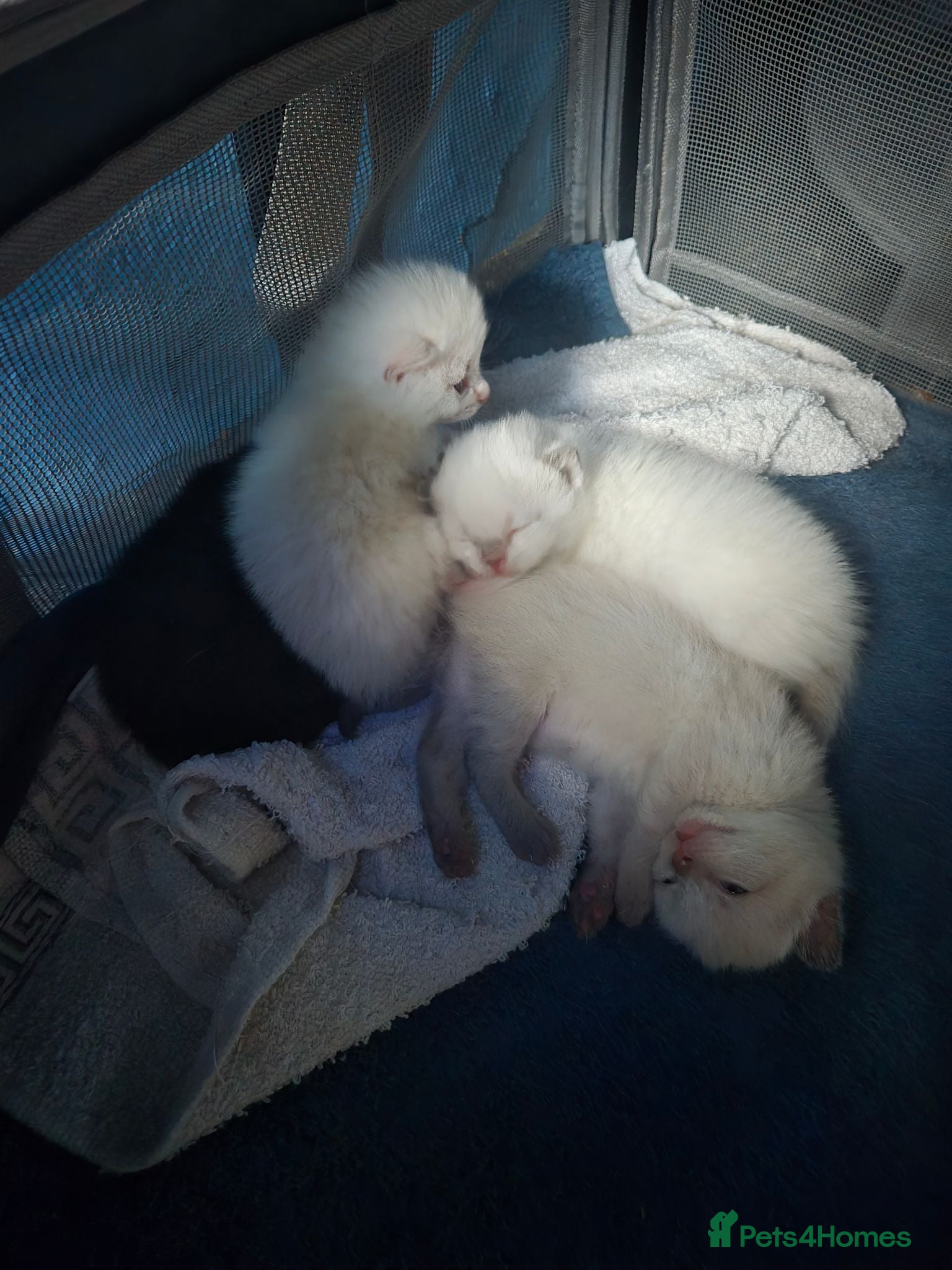 Scottish Fold cats 4 Beautiful Kittens Ready Soon 🐾 - Advert 2