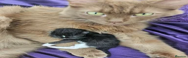 Ragdoll 1
