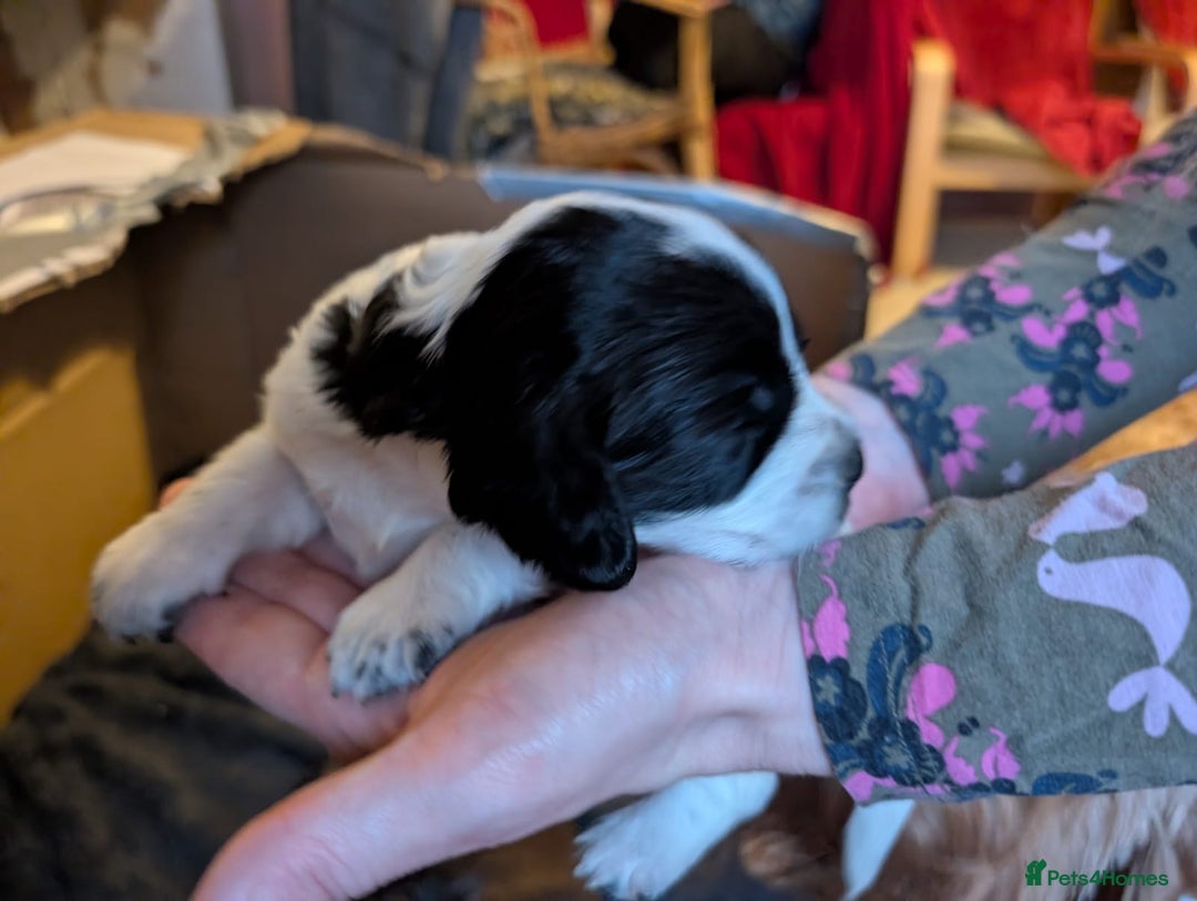 Cockapoo dogs for sale: Beautiful cockapoos F2b - Advert 10