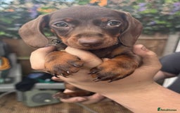 Miniature Dachshund dogs for sale: stunning KC miniature dachshunds  - Image 5