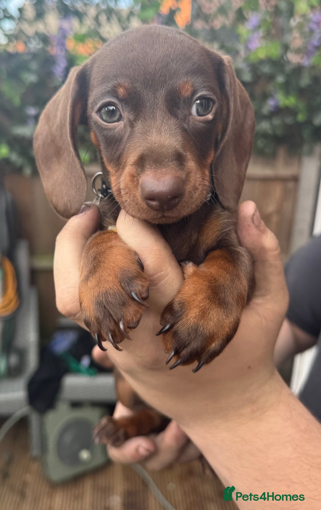 Miniature Dachshund dogs for sale: stunning KC miniature dachshunds  - Image 5