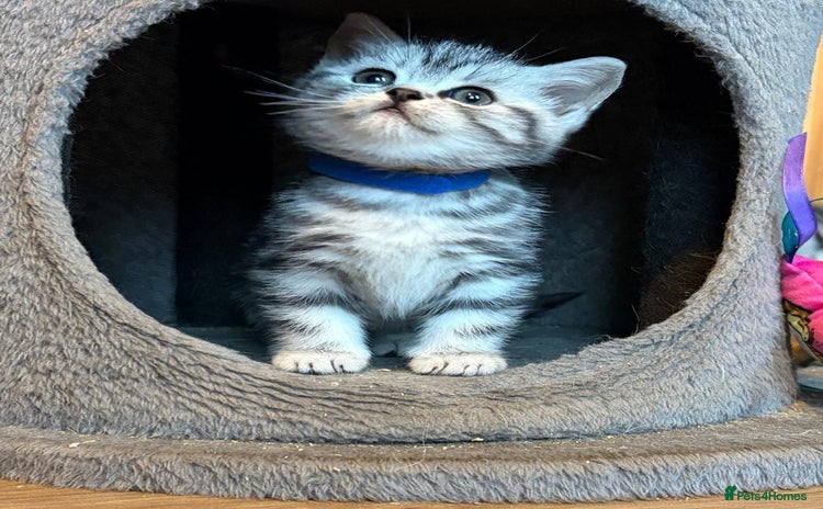 British Shorthair cats - Advert 2