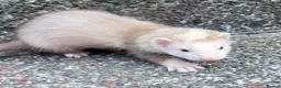Ferret rodents for sale: Part Angora hob ferret new pic and video added - Advert 12