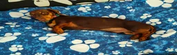 Miniature Dachshund dogs for sale: Miniature dachshund boy - Advert 16