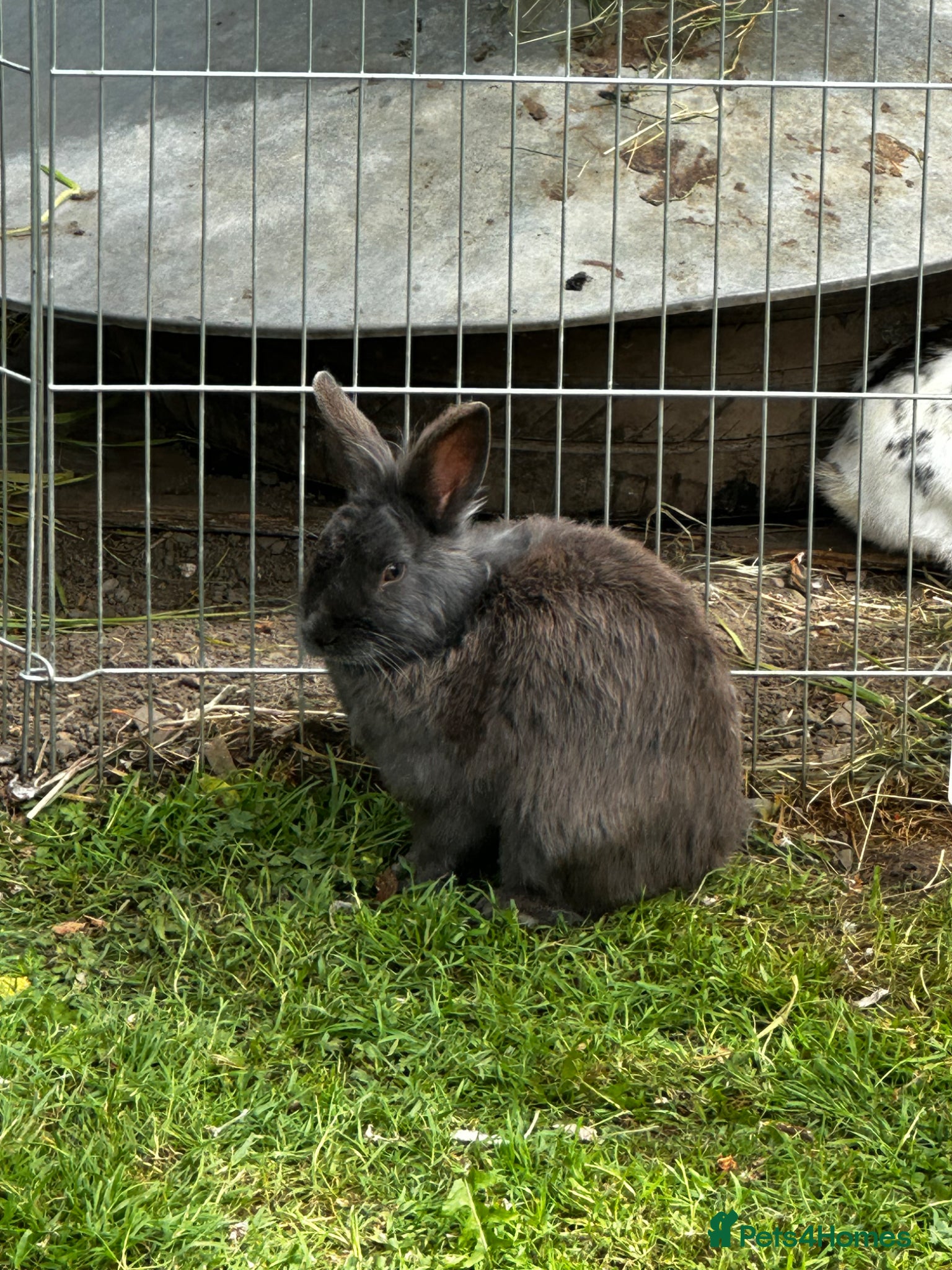 Mixed Breed rabbits Rabbits for sale - Advert 1