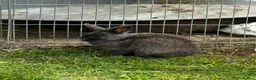 Mixed Breed rabbits for sale: Rabbits for sale in Oswestry - Advert 1
