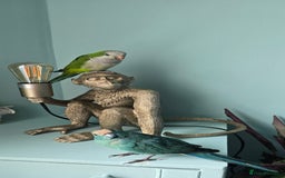 Parakeets birds for sale: Handtame Karakarki and Quaker for sale - Image 4