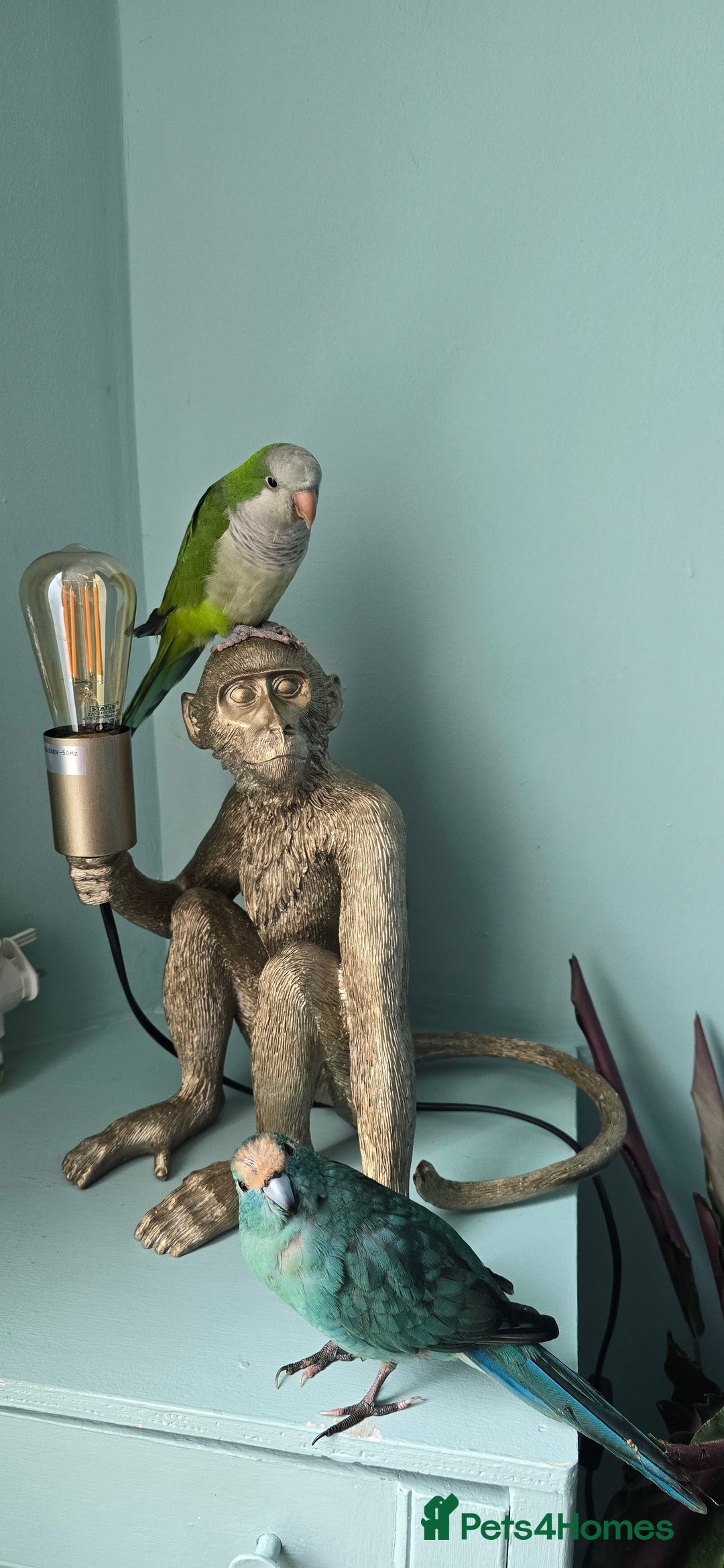 Parakeets birds for sale: Handtame Karakarki and Quaker for sale - Image 4