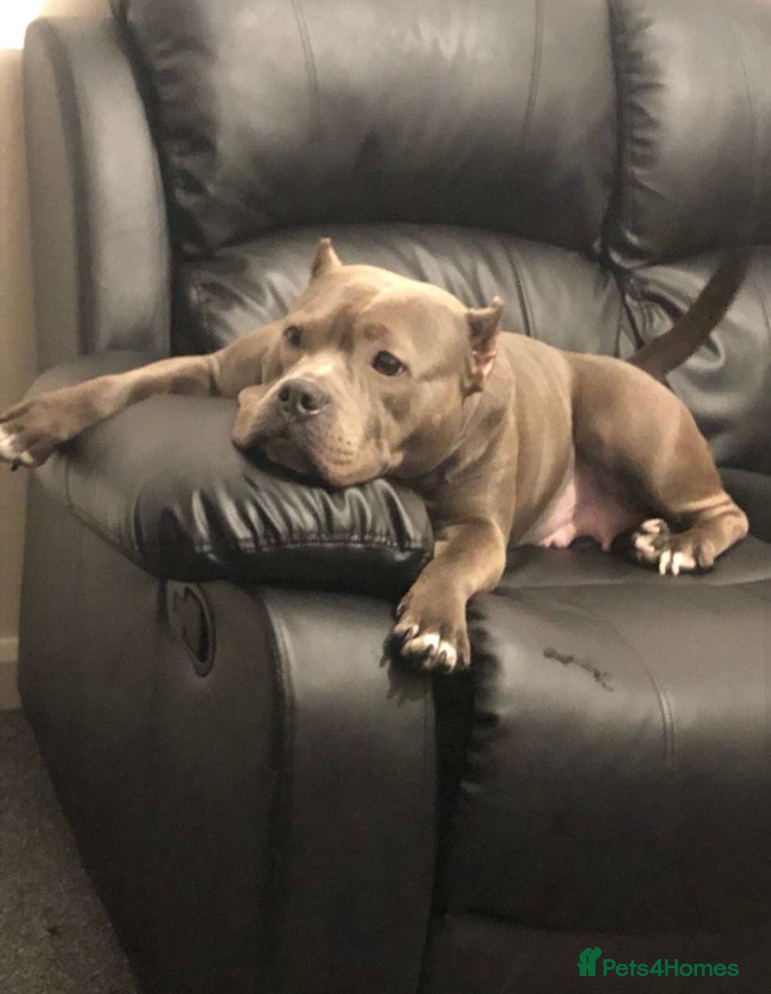 American Bully dogs for sale: Classic American pocket bullys - Image 8