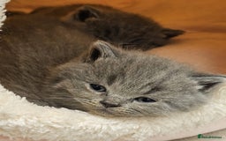 British Shorthair cats for sale: British Blues 🐻💙 - Image 6