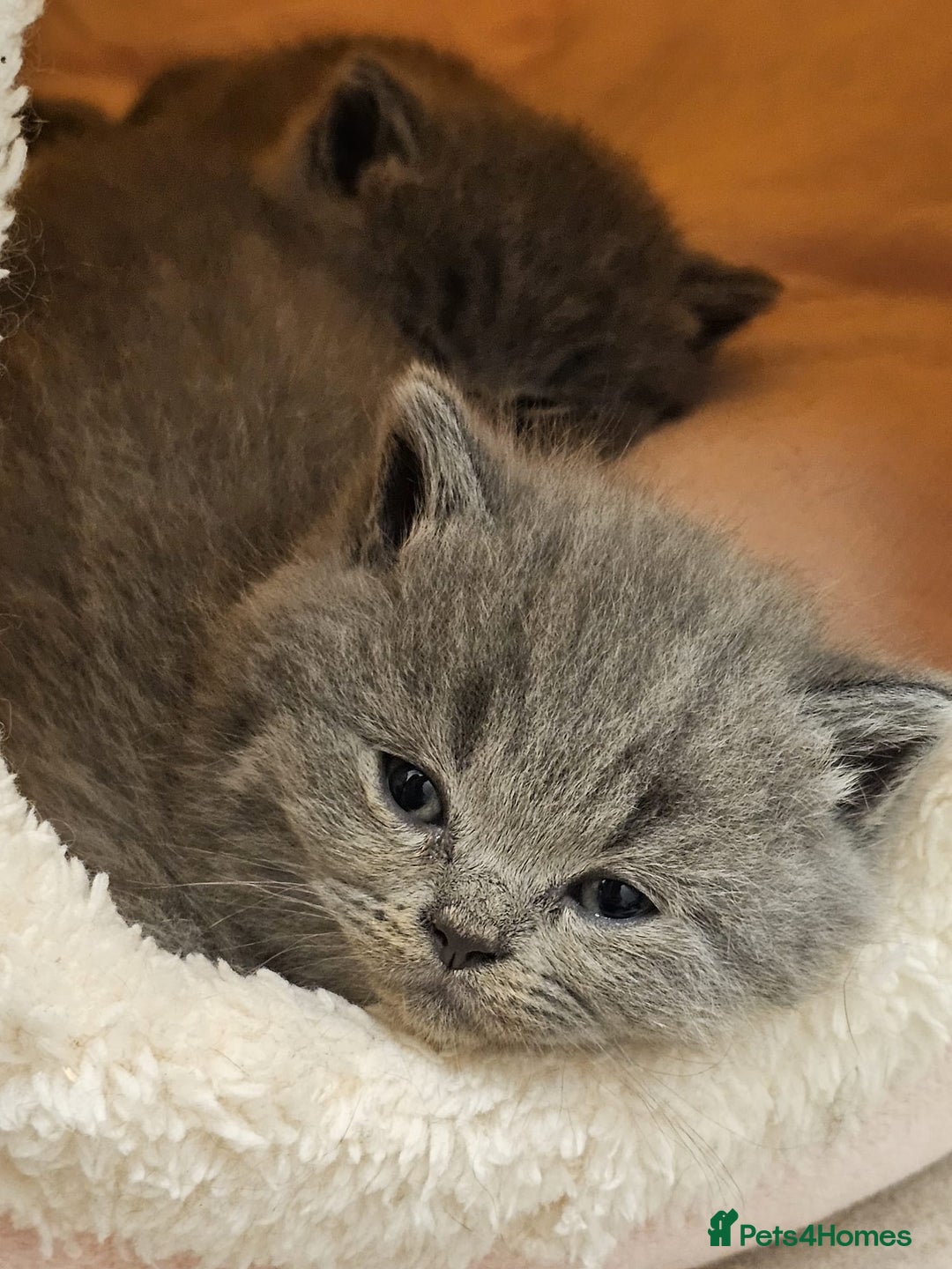 British Shorthair cats for sale: British Blues 🐻💙 - Image 6